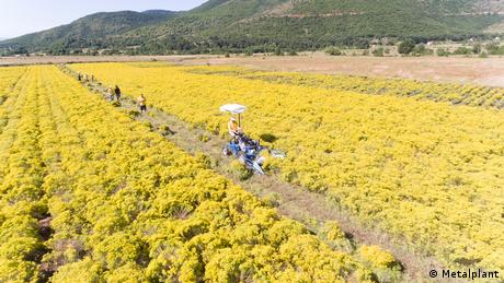 Phytomining: Mit Blumen wertvolle Metalle gewinnen