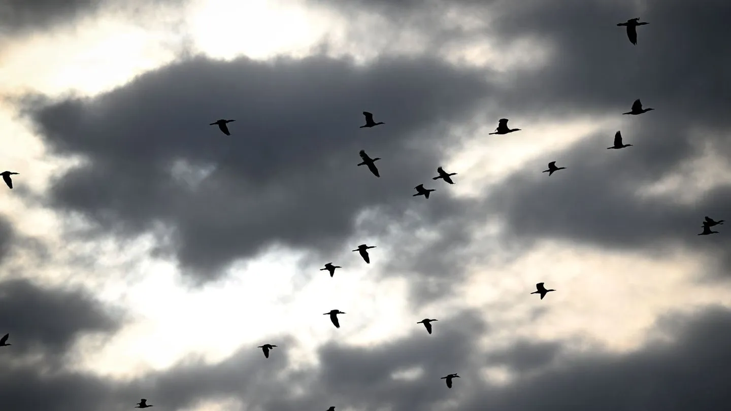 Natur: Monitoring: Zahl der Kormorane am Bodensee deutlich gesunken