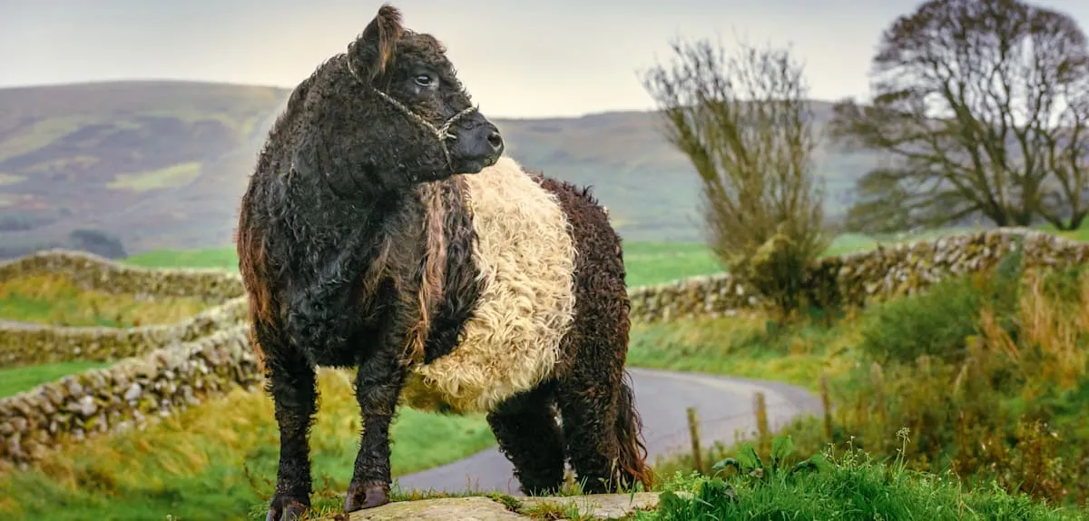 Unter flauschigen Rindern – Bauernhofurlaub auf schottisch