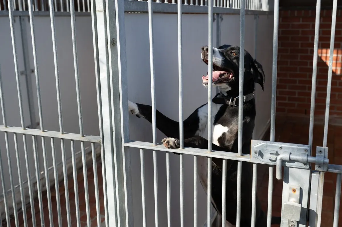 Tierheime schlagen Alarm: „Am Rand der Zahlungsunfähigkeit“