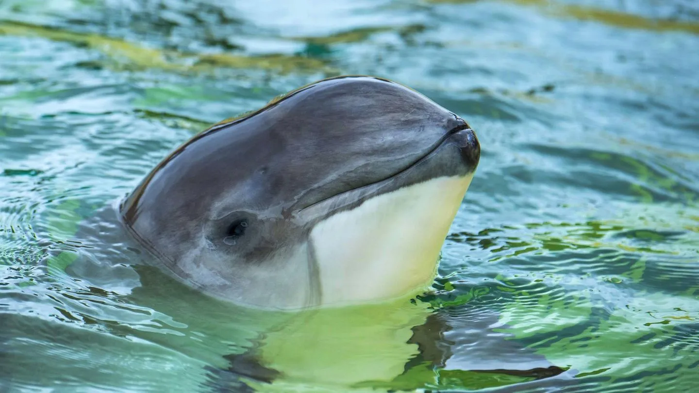 Meerestiere: Die Ostsee ist voller spannender Organismen
