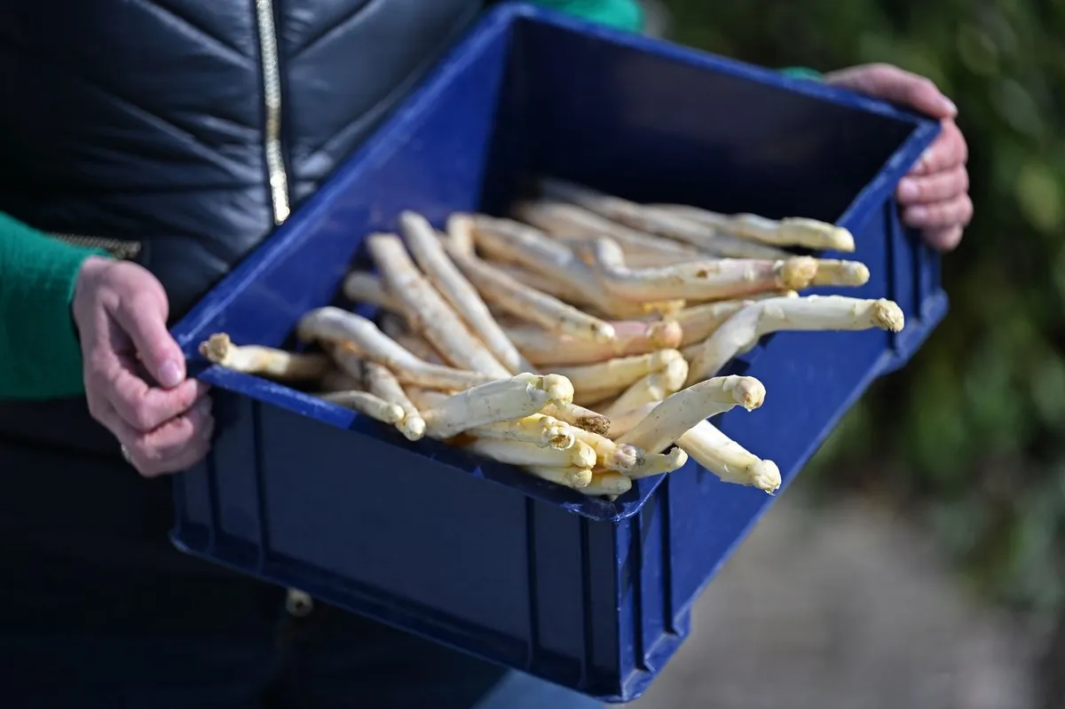 Spargel-Zeit beginnt in Deutschland: Wie teuer wird das Gemüse zu Ostern?
