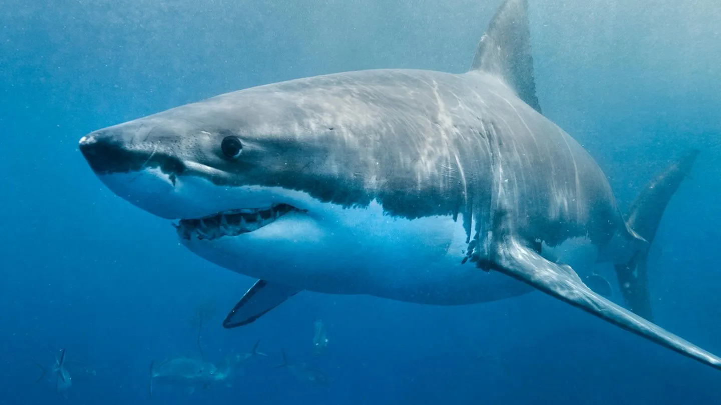 "Verhalten wie ein Raubtier": Taucherin zeigt, wie man eine Hai-Attacke im Wasser verhindert
