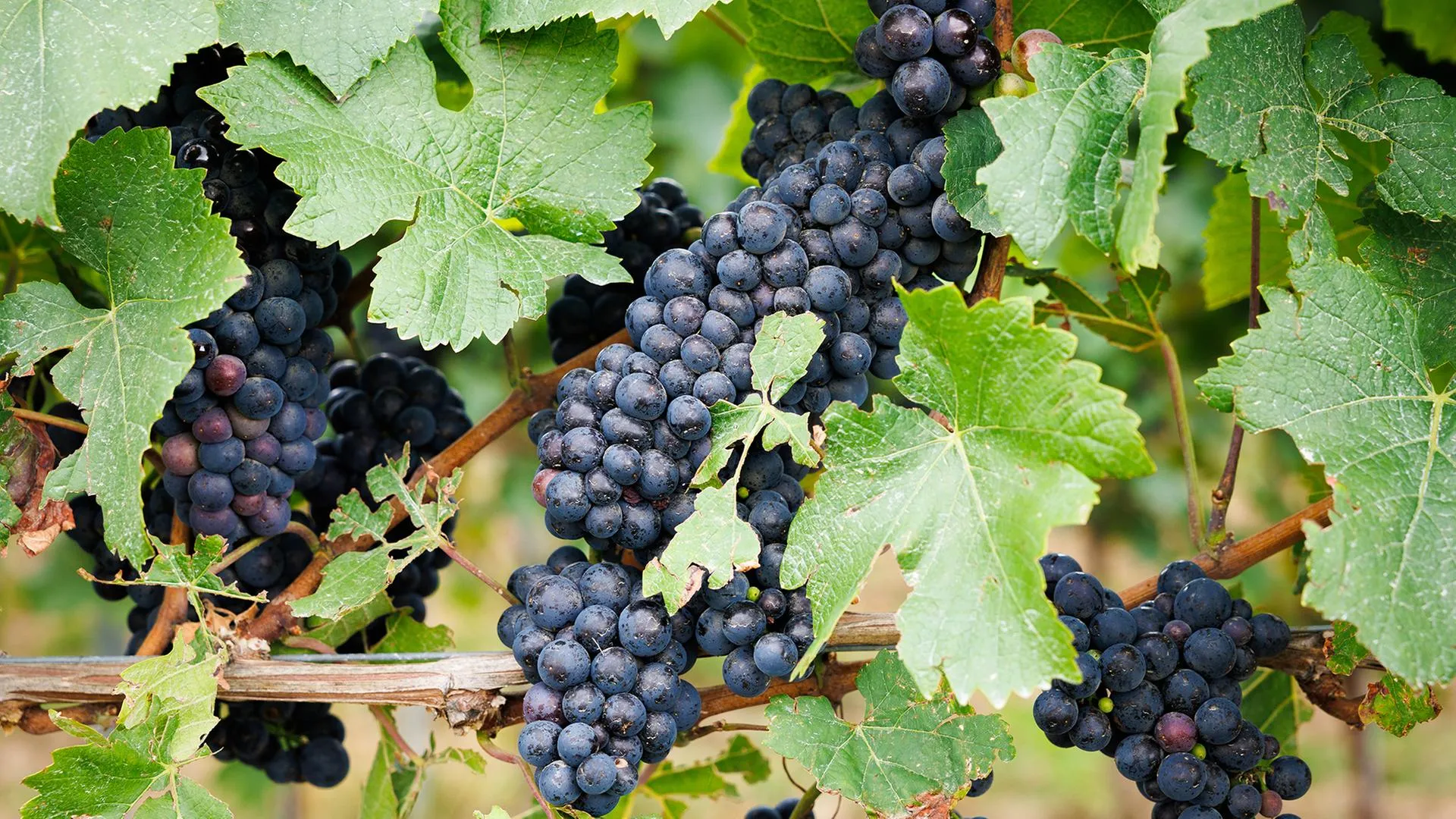 DNA-Analyse zeigt: Spätburgunder gab es schon vor 500 Jahren