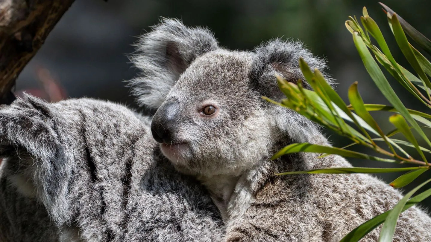 Stuttgart: Junger Koala im Zoo Wilhelma gestorben