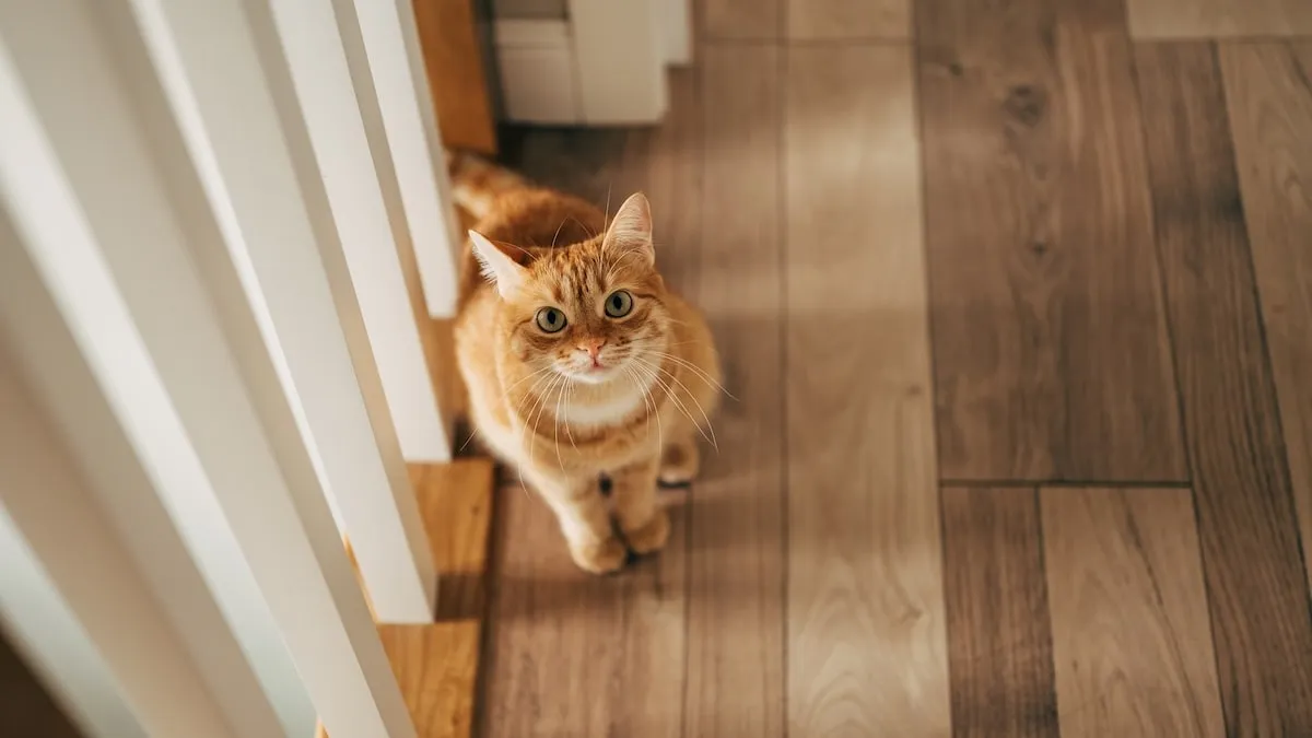 Nicht aus Protest - Darum pinkelt Ihre Katze plötzlich in die Wohnung