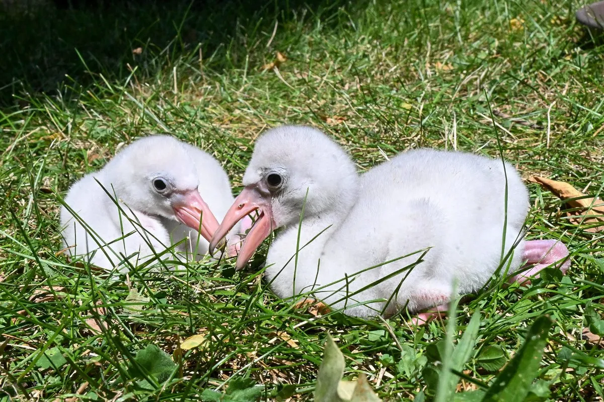 „Sehr stressige Situation“ – Nachwuchs in NRW-Zoo wird angegriffen