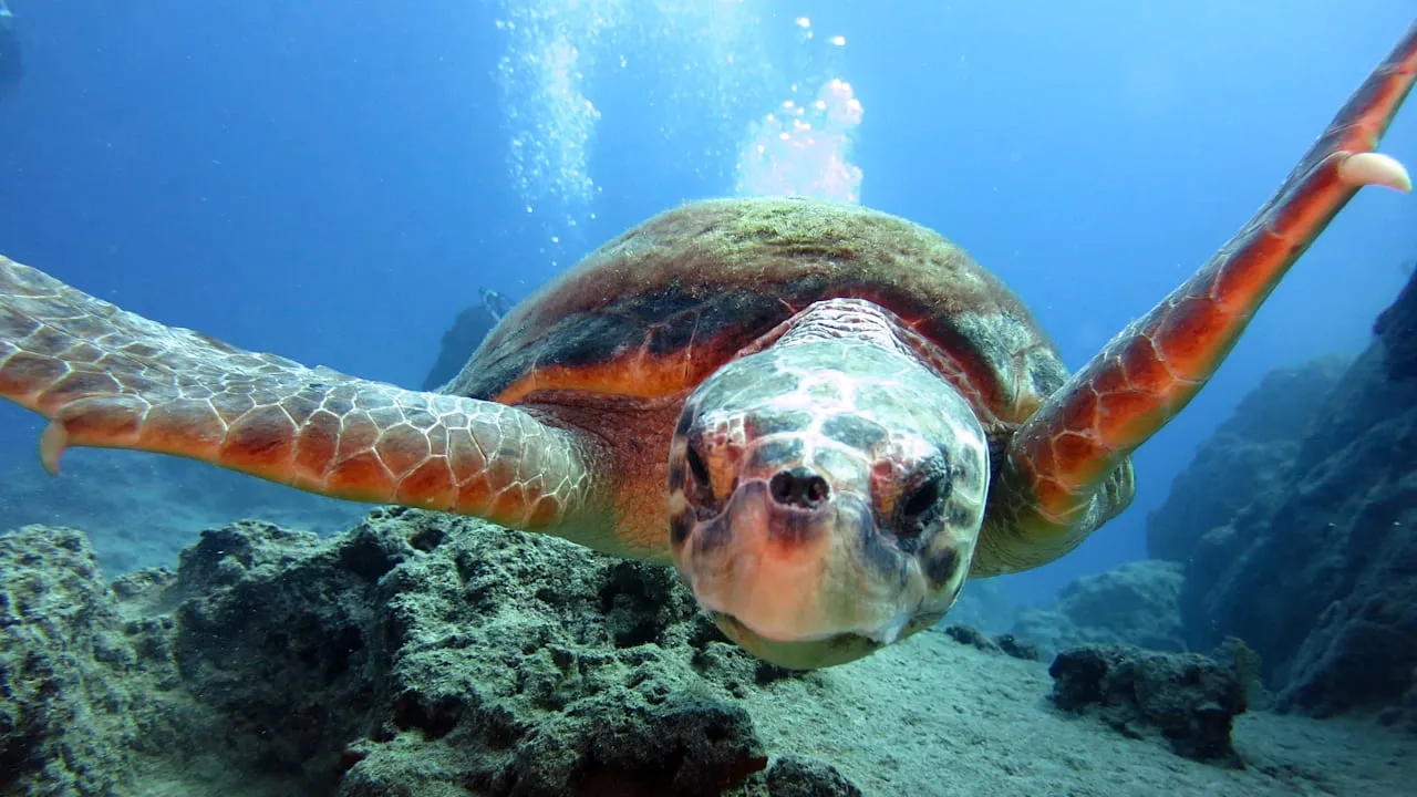 Frau in Notaufnahme - Mehrere Urlauber in Kroatien von Schildkröten gebissen!