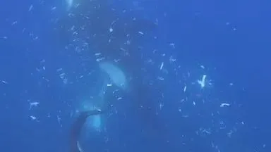 Video zeigt erstmals, wie Orcas einen der schwersten Fische der Welt zerfetzen