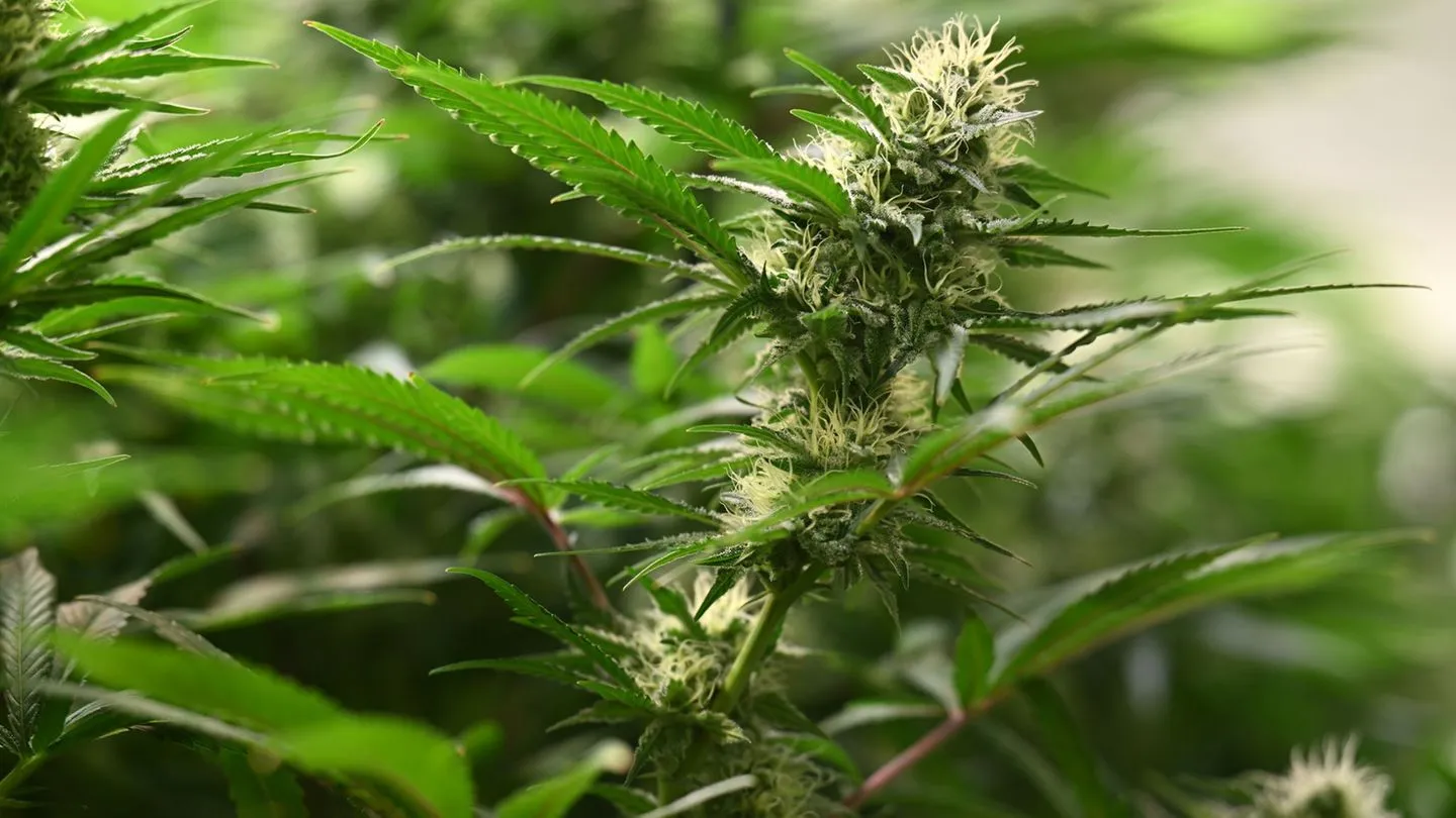 Drogen: 55 Kilo Cannabis gefunden – Zwei Menschen in U-Haft