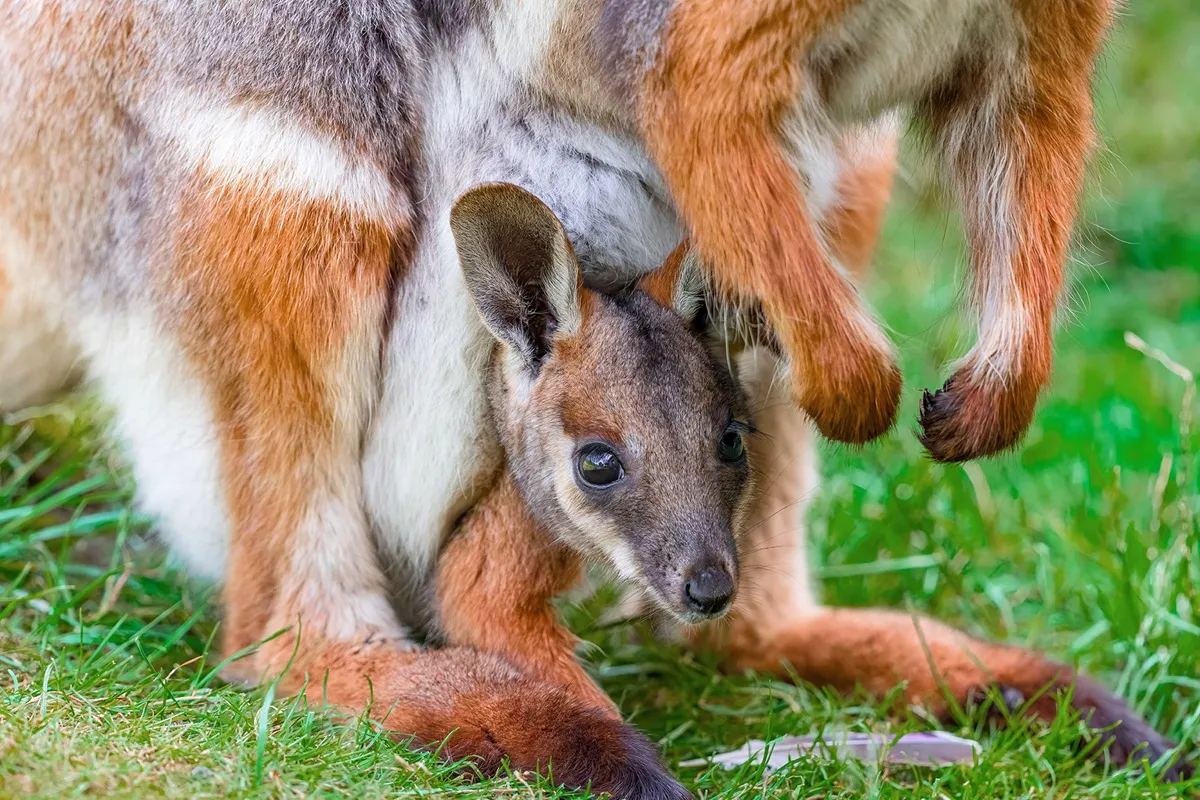 Doppelter Nachwuchs im Zoo Duisburg – Känguru-Babys zeigen sich