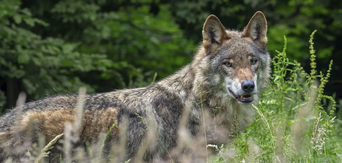 Hündin rettet Zweijährigen vor Wolf – und wird getötet