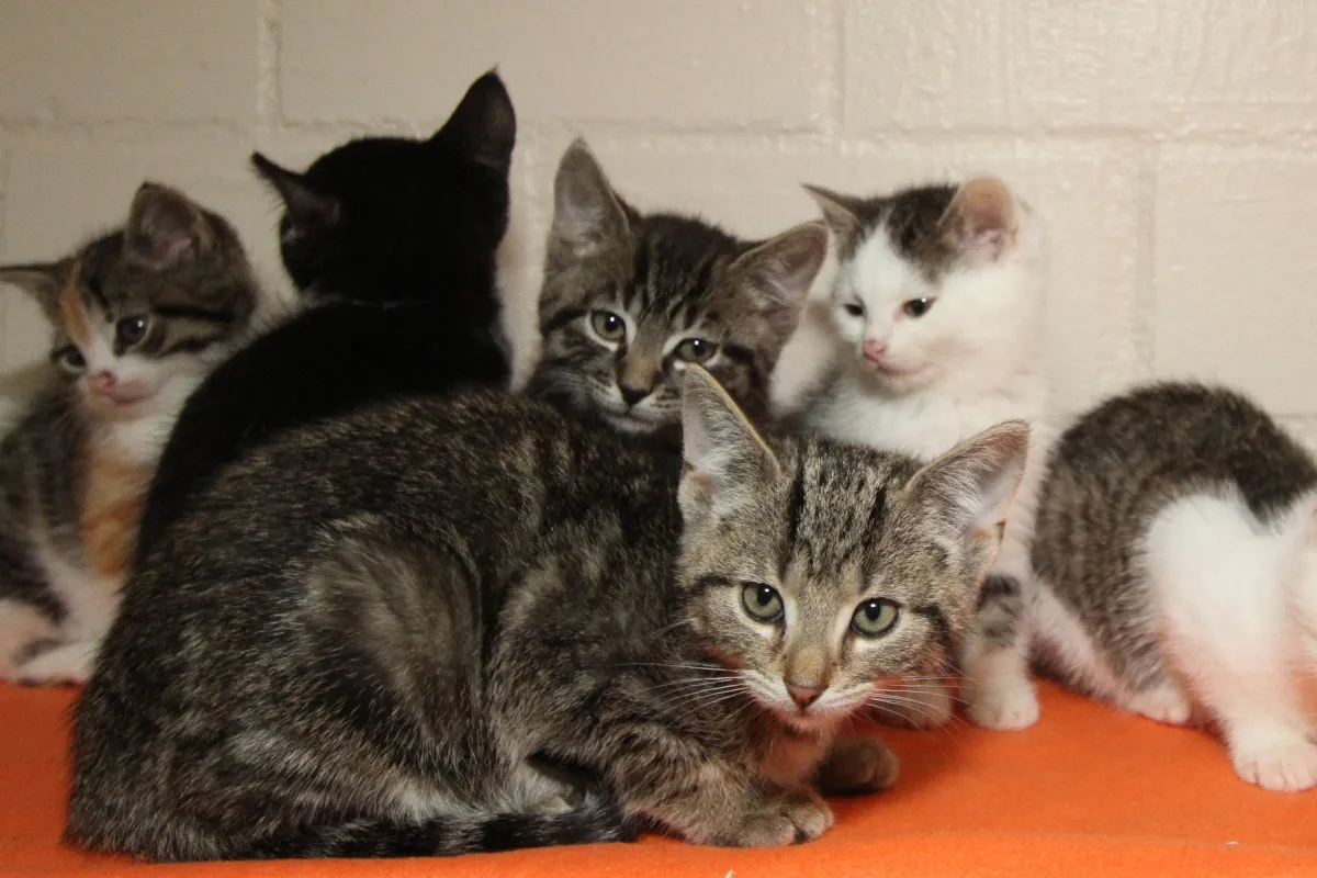 Drama auf der Katzenstation in NRW-Tierheim: Kitten-Bilder schockieren