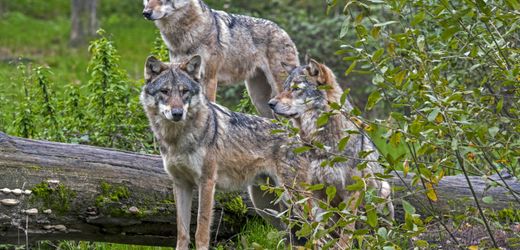 Italien: Wolf nähert sich Kind - Hund rettet es und stirbt
