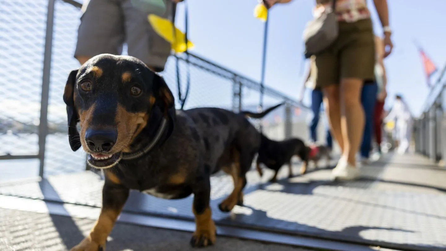 Tierisches: Hundepipi ade: In Chiasso muss mit Wasser nachgespült werden